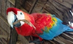 5 Zanimljivih činjenica o papigama ara