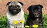 8 Prokleto, zahvaljujući kojem pugs podsjeća na veselo, ali dobro staro staro