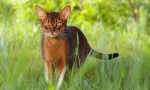 Abyssinian mačka (fotografija): um, milost i znatiželja