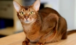 Abyssinian mačka