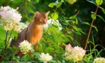 Abyssinian mačka (fotografija): sveta životinja faraona u vašem domu