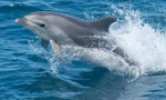 Afalina