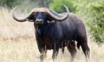 African buffalo