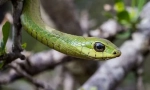 African bomplang