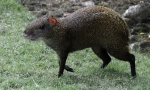 Agouti