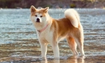 Akita u