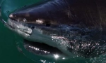 Akula aligator
