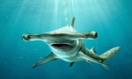 Hammerhead morski pas