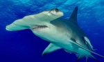Hammerhead morski pas