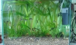Akvarij to radi