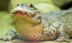 Aligator kineski