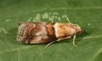 Vatra