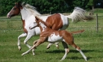 Američki konji