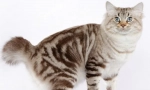 Američki bobtail