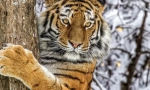 Amur tigar (ussuriy tigar)