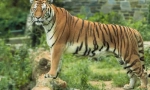 Amur tigar