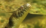 Anaconda - najveća zmija modernosti