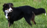 English shepherd: vjerni prijatelj i pouzdan branitelj