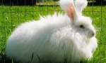 Angora zec: najzanimljivije činjenice