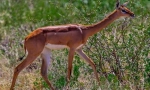 Antilope gernecum