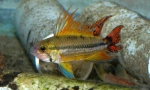 Apistograme (apistogramma)