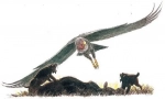 Argentavis