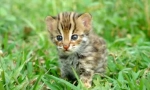 Azijski leopard mačka: glazbeni tropski lovac