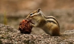 Azijski chipmunk