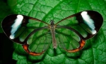 Butterfly greta oho