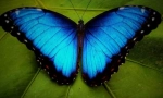 Butterfly morpho