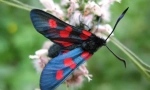 Butterfly pestryanka