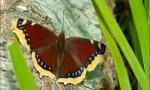 Butterfly repatsa