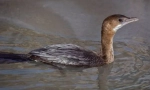 Maly cormorand