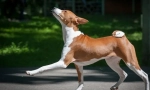 Basenji (fotografija): miran lovac, veseli i energični prijatelj