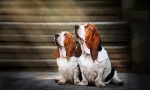 Basset hound (fotografija): sretan lovac i pravi humorist