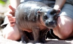 Hippo patuljak