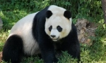 Bijela panda