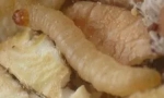 Bijeli crvi u kuhinji kod kuće