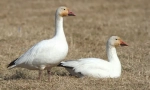 Bijeli gus