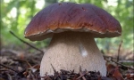 Porcini