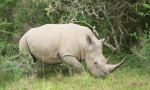 Bijeli rhinorn