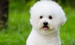 Bichon frizu