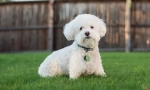 Bichon frizu