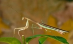Mantis kineski