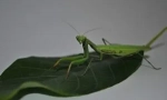Mantis: opis, pogled i način života
