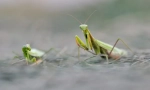 Mantis