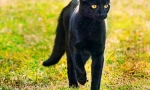Bombay cat (fotografija): home panther u minijaturi