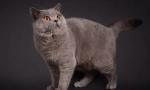 British cats color point: standardi, briga i održavanje