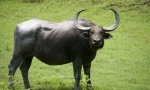 Buffalo azijski divlji