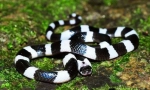 Bungar